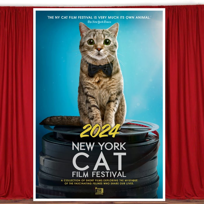 Catfilm deals